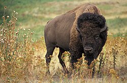 Bison bison en su hábitat natural