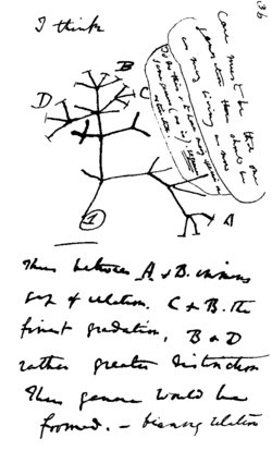 Página 36 del cuaderno B de Darwin con el primer árbol de la evolución
