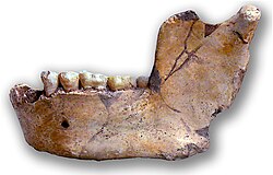 Mandíbula fósil atribuida a Atlathropus mauritanius