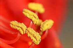 Polen en las anteras de un cultivar de Hippeastrum