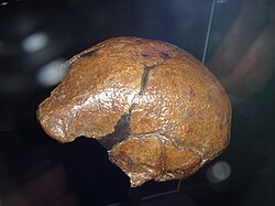 Fragmento original de cráneo de Homo erectus Sangiran II