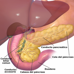 Esquema detallado de las partes anatómicas del páncreas.