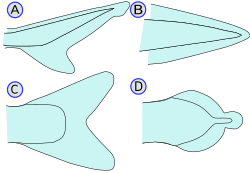Esquema de los cuatro tipos de aleta caudal