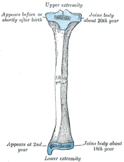 Plan de osificación de la tibia