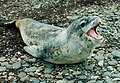 Ejemplar de foca leopardo sobre las aguas o hielos de la zona austral.