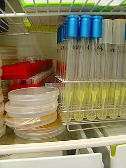 Placas de Petri y tubos de ensayo con cultivos bacterianos en medio sólido y líquido.