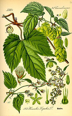 Ilustración de la planta del lúpulo