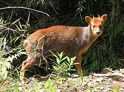 Ejemplar macho de Pudú