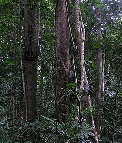 Bosque Daintree protegido en un parque nacional de Australia