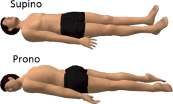 Representación de la posición de decúbito supino