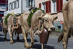 Tradicional descenso de ganado alpino o Almabtrieb en Mels