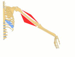 Flexión y extensión del antebrazo