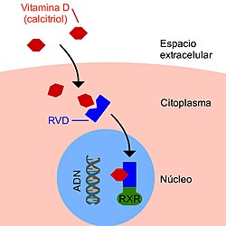 Diagrama del mecanismo de acción del calcitriol con su receptor nuclear RVD y el receptor X retinoide.