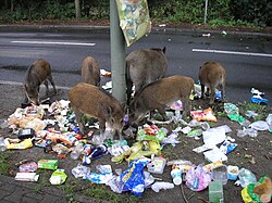 Jabalíes buscando alimento en basura