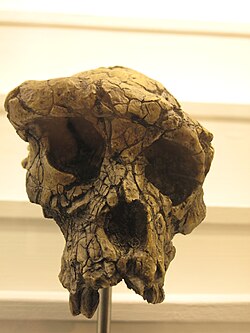 Vista frontal del cráneo de Toumaï en el Museo de Historia Natural de Rumin