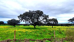 Dehesa en el Parque Nacional de Monfragüe en Extremadura