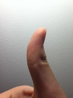 Pulgar derecho humano analizado desde una perspectiva anatómica.