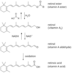 Diagrama de interconversión de metabolitos activos de la vitamina A