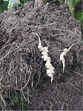 Afectación de Plasmodiophora brassicae en sistemas de raíces