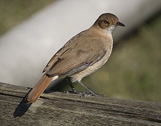 Representación de Furnarius rufus, la especie tipo del género.