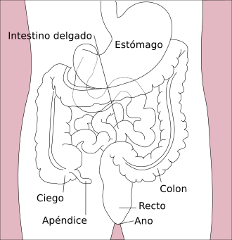 Esquema anatómico de la localización del intestino grueso en la cavidad abdominal humana.