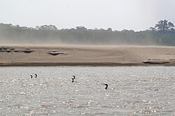 Paisaje de la orilla fluvial
