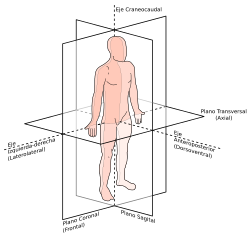 Representación de la simetría bilateral en el cuerpo humano