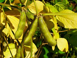 Vainas y semillas de soya en fase de desarrollo.
