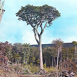 El Coihue de Magallanes en los sectores húmedos y de baja altitud