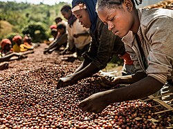 Cultivo de café