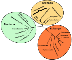 Árbol filogenético del sistema de tres dominios de Woese y Fox