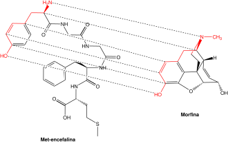 Correlación estructural entre la Met-encefalina y la morfina