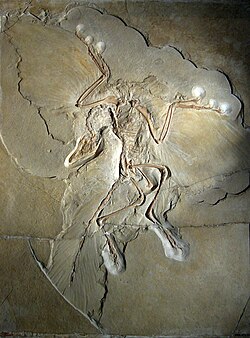 Ejemplar de Archaeopteryx lithographica expuesto en el Museo de Historia Natural de Berlín