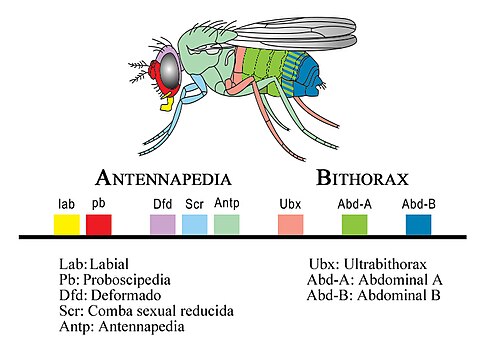Complejo homeótico de Drosophila