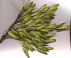 Semillas de Fraxinus excelsior
