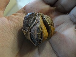 Semilla fósil de angiosperma