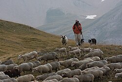 Ovejas en el parque nacional Écrins en Francia