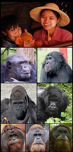 Representación general de los homínidos y su diversidad biológica