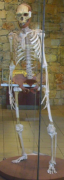 Reconstrucción de un Homo erectus expuesta en el Museum Tautavel de Francia