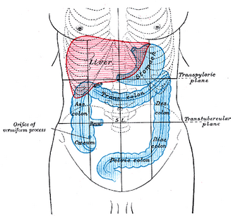 Diagrama anatómico que ubica la posición del colon en el abdomen.