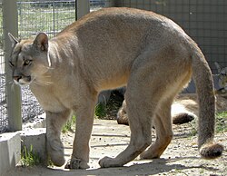 Puma concolor puma en su hábitat natural