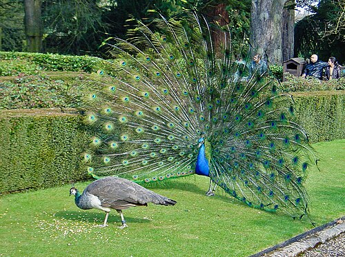 Pavo real macho mostrando su plumaje