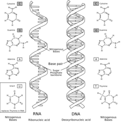 Comparación estructural entre ARN y ADN
