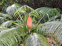 Cycas micronesica afectada por plagas