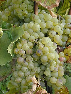 Racimos de la variedad Chasselas.