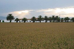 Arrozales en el delta del Ebro
