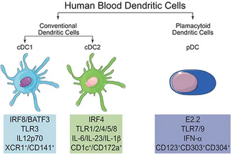 Esquema de tipos de células dendríticas