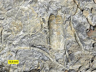 Rusophycus, huella de trilobite