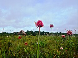 Flores de Inírida de invierno y verano