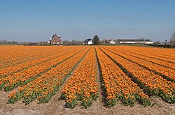 Campo de tulipanes dobles amarillo-rojo en Zwartelaan
